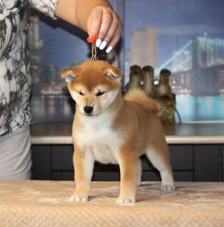 picture of dog