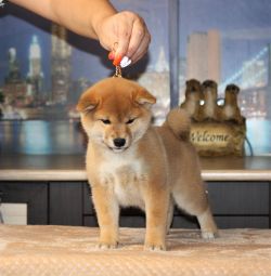 picture of dog