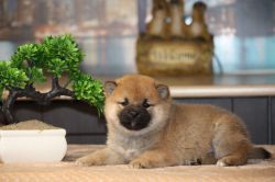 picture of dog