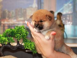 picture of dog