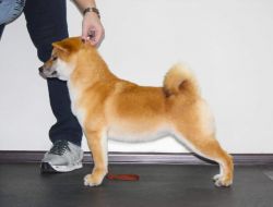picture of dog