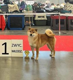picture of dog