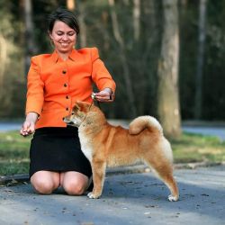 picture of dog