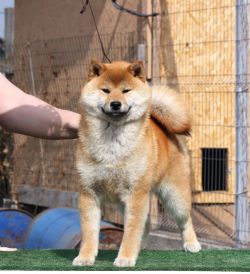 picture of dog