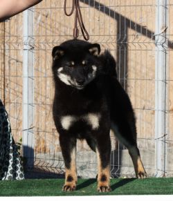 picture of dog