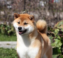 picture of dog
