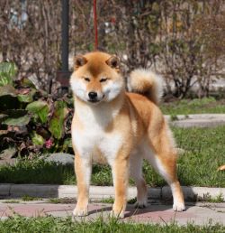 picture of dog