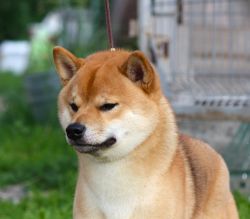 picture of dog