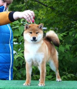 picture of dog