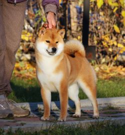 picture of dog