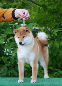 picture of dog