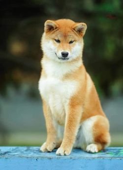 picture of dog