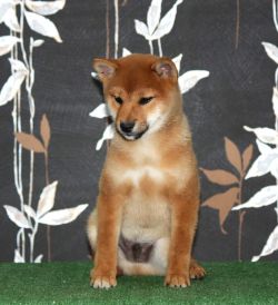picture of dog
