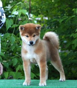 picture of dog