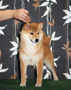 picture of dog