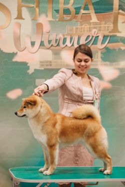 picture of dog