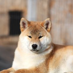 picture of dog