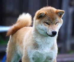 picture of dog