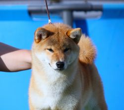 picture of dog