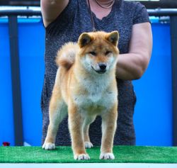 picture of dog