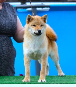 picture of dog