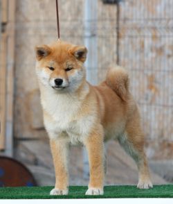 picture of dog