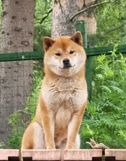 picture of dog
