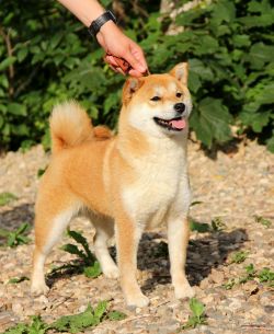 picture of dog