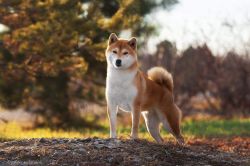 picture of dog