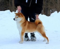 picture of dog