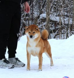 picture of dog