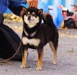 picture of dog