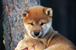 picture of dog