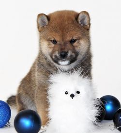 picture of dog