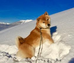 picture of dog