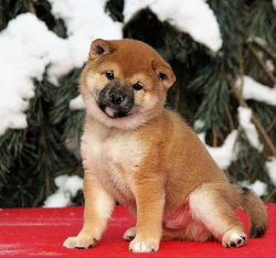 picture of dog