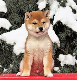 picture of dog