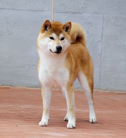 picture of dog