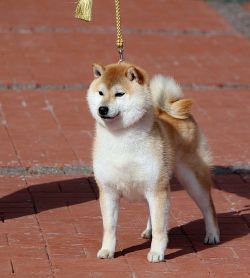picture of dog
