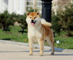 picture of dog
