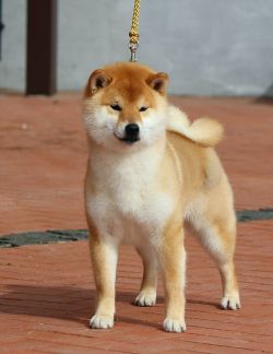 picture of dog