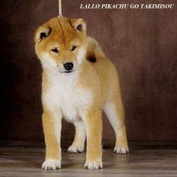 picture of dog