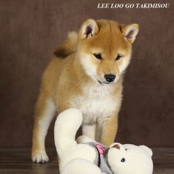 picture of dog