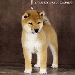 picture of dog