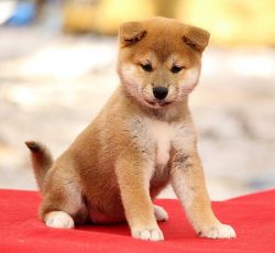 picture of dog