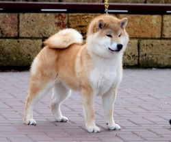 picture of dog