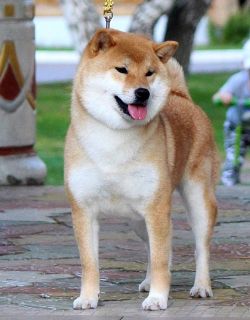 picture of dog