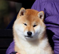 picture of dog