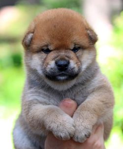 picture of dog