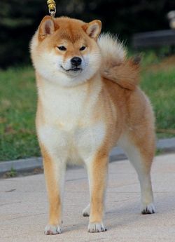picture of dog